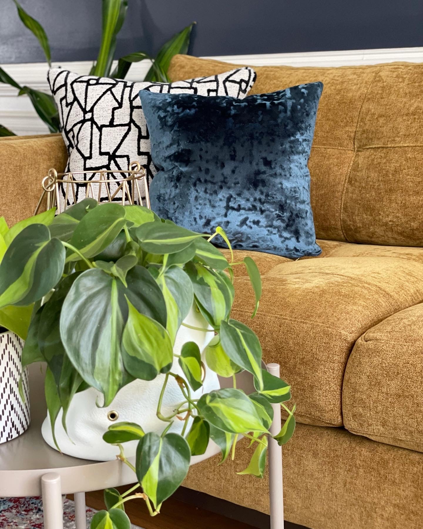 Plant in a white leather planter. Gold couch in background with two pillows on top, one white and black geometric and the other blue velvet.